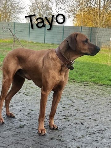 Tayo