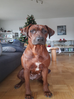 Nala V