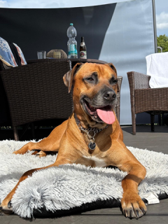 Bruno