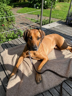 Nala III