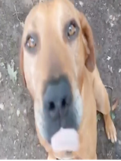 Bronko